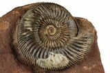 Jurassic Fossil Ammonite (Parkinsonia) Pair - Germany #357376-1